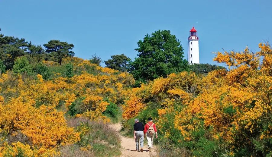 Dünenlandschaft auf Fischland-Darß-Zingst in Mecklenburg-Vorpommern