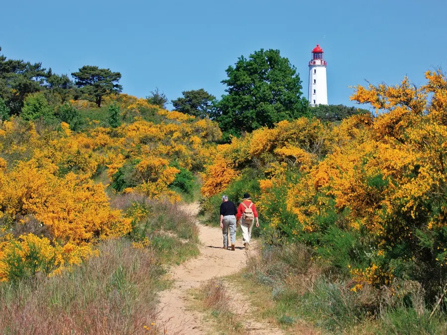 Dünenlandschaft auf Fischland-Darß-Zingst in Mecklenburg-Vorpommern