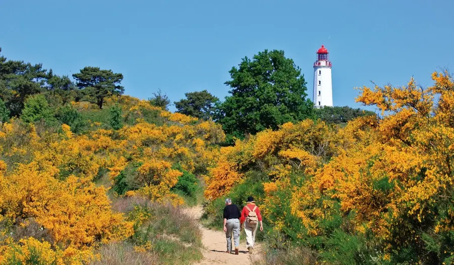 Dünenlandschaft auf Fischland-Darß-Zingst in Mecklenburg-Vorpommern