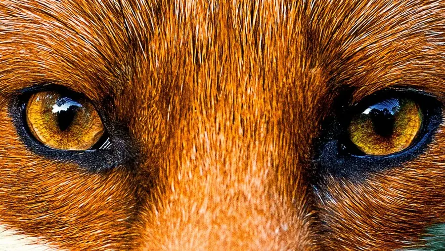 TMV_natürlichMitVerantwortung_Toolbox_Grundregeln_Fuchs.jpg
